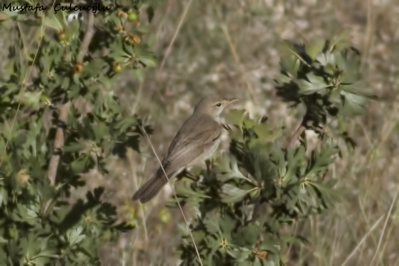 Olive-tree Warbler